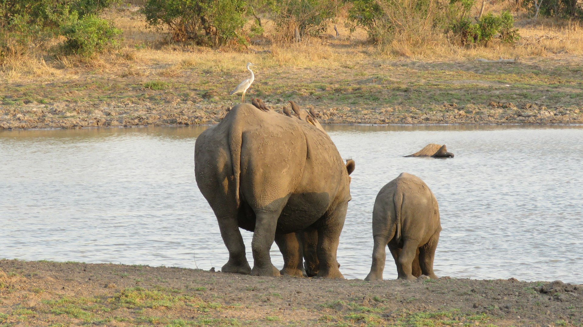 Rhino mother and calf in Namibia